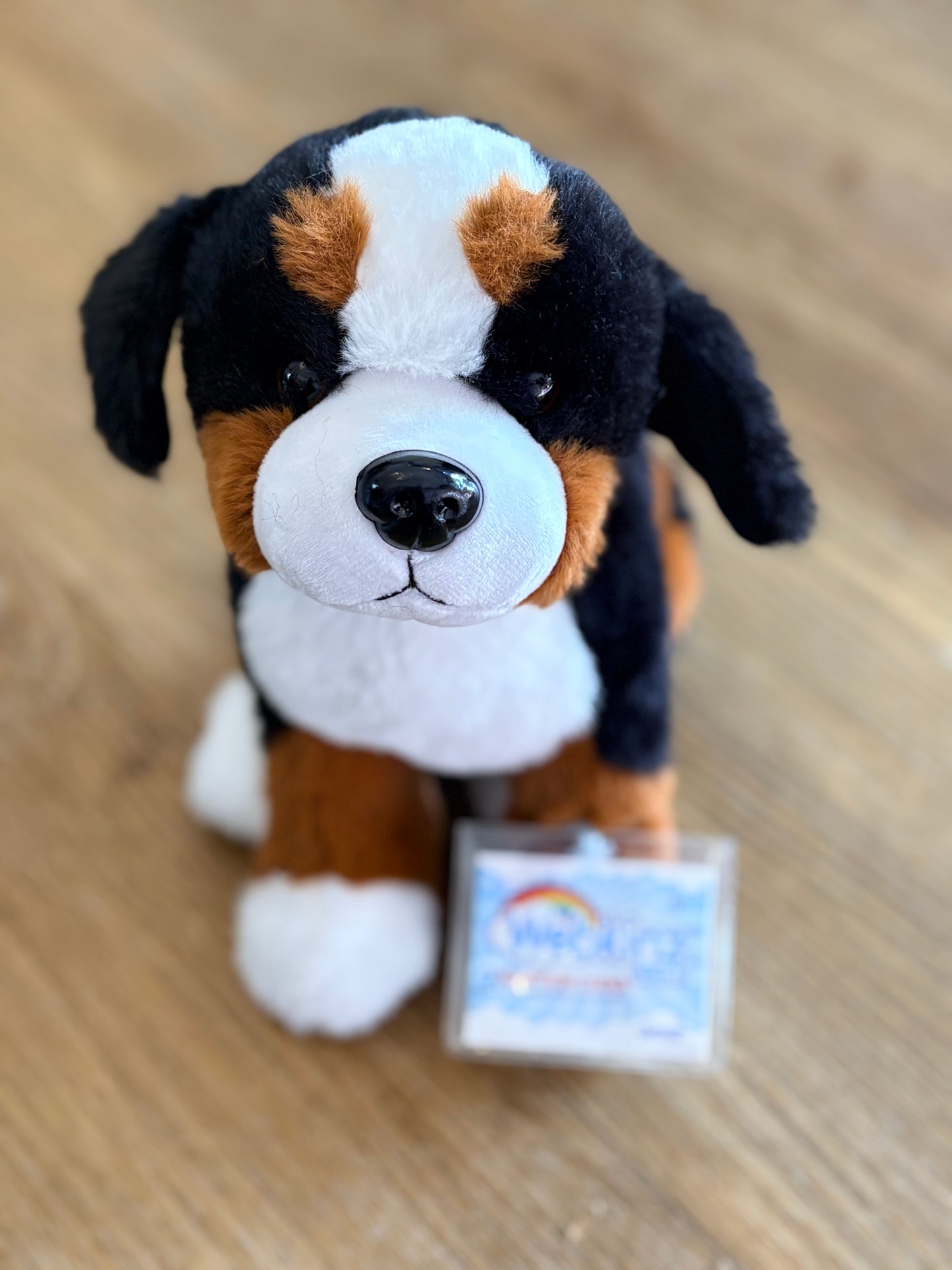 Bernese Mtn Dog