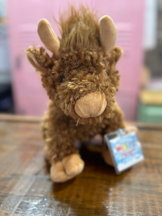 Highland Cow