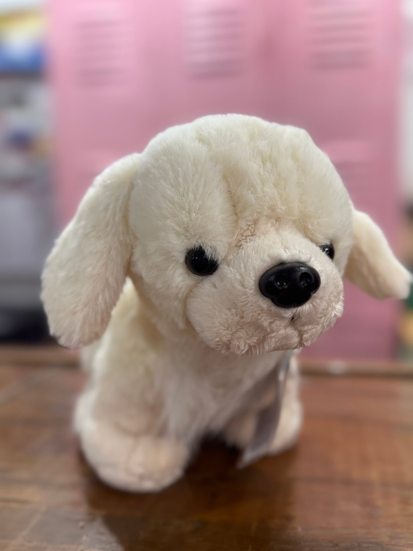 English Cream Retriever